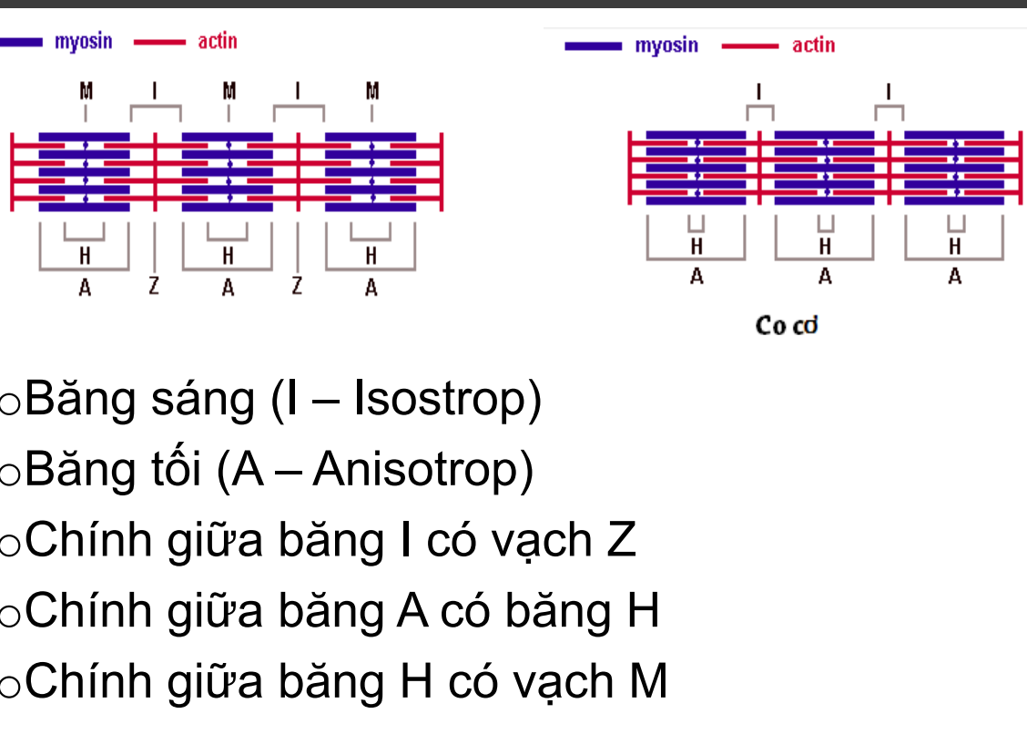 <p>Tơ cơ gồm 1 chuỗi sacrom(đơn vị co cơ), sợi cơ mới là tế bào ,tơ cơ chỉ là 1 cấu trúc nằm trong đó</p><p>Băng sáng I→sợi actin</p><p>Băng tối A→bó myosin</p><p>Giữa băng sáng I là vạch Z(điểm bám sợi actin)</p><p>Giữa băng tối A là băng H(khoảng cách giữa 2 đầu actin nằm trong băng A)</p><p>Giữa băng H là vạch M</p>