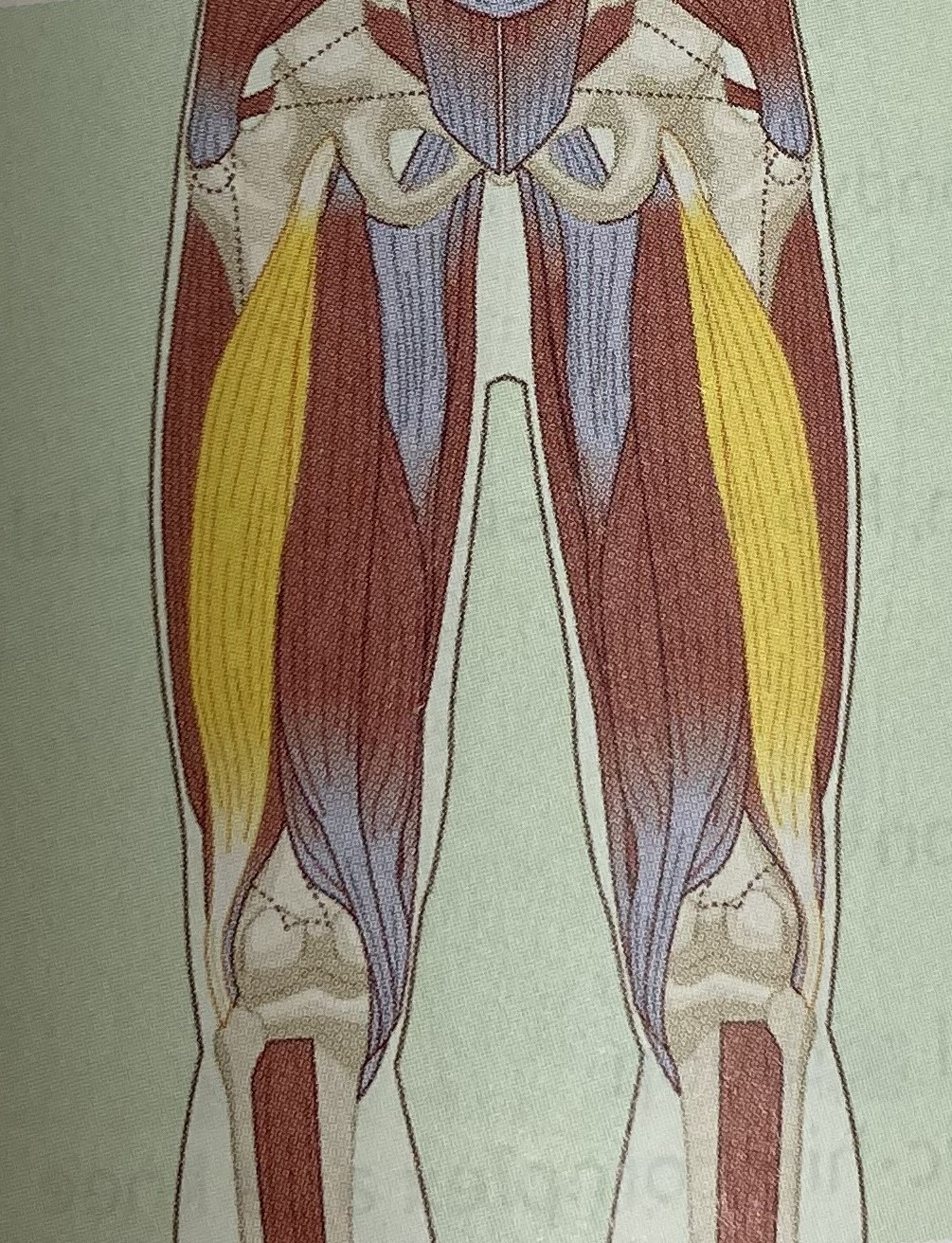 <ul><li><p>category: hamstring complex</p></li><li><p>origin: bottom of the pelvis</p></li><li><p>insertion: head of the fibula</p></li><li><p>isolated function: concentric knee flexion, hip extension, and tibial external rotation</p></li><li><p>integrated function: eccentric knee extension, hip flexion, and tibial internal rotation</p></li><li><p>stabilizes the LPHC and knee</p></li></ul><p></p>