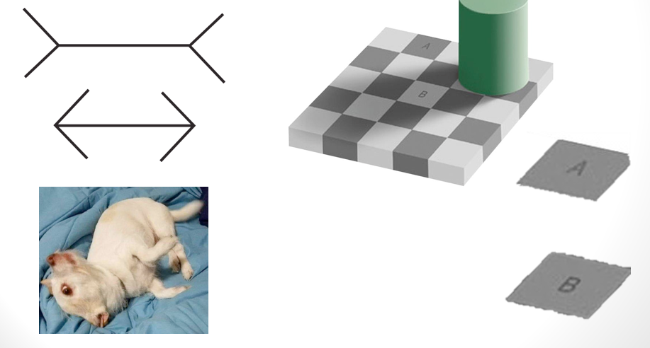 <p>_______________ - <span><strong>Perception does not perfectly coincide with reality: it can mislead or fail us</strong></span></p><ul><li><p><span>Autokinetic movement – you see movement where there isn’t any</span></p></li><li><p>Agnosia (apperceptive and associative)</p><ul><li><p>Prosopagnosia</p></li></ul></li></ul><p></p>