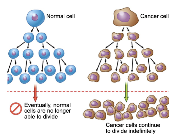 <ul><li><p>Normal cells can divide a finite number of times</p></li><li><p>Cancer cells never lose their ability to divide</p></li></ul>