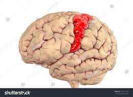 Name the part of the brain 