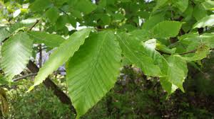 <p>American beech</p>