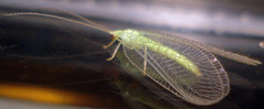 lacewings, antlions, owlflies
