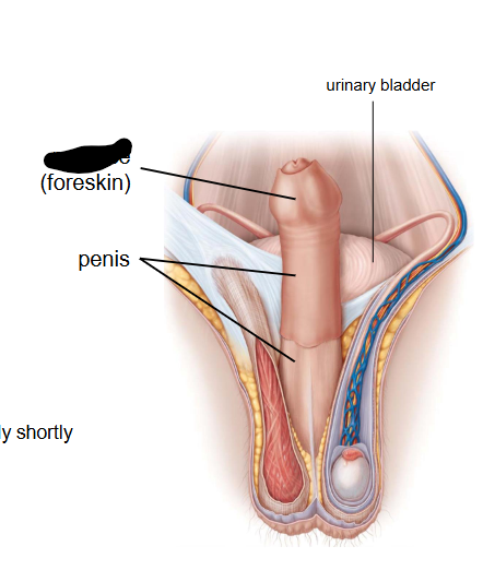 <p>What is this within the Penis?</p>