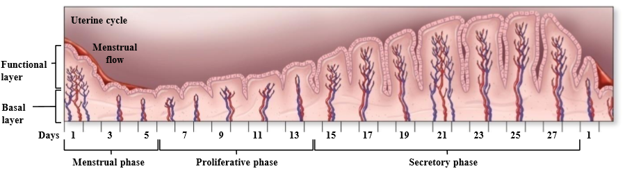 <p>Cycle associated with changes in the endometrium due to ovarian and hormonal changes</p>