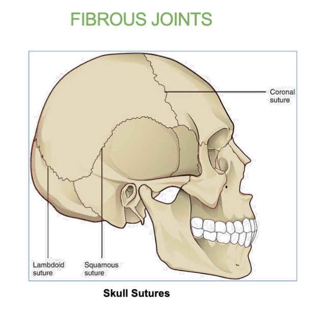 <p><strong>Synarthrosis (immovable)</strong></p><p>Does NOT allow movement</p>