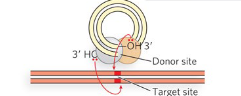 <p>Transposase cleave the hairpin to reexpose 3’ OH ends, which then attack target DNA </p>