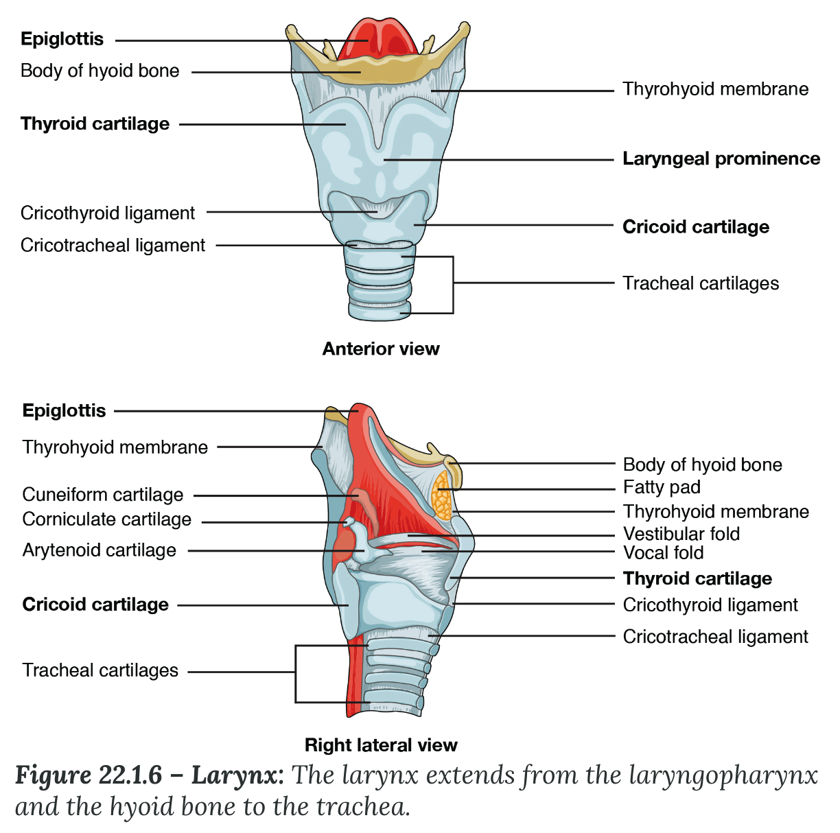 <ol start="5"><li><p><strong>Larynx</strong></p></li></ol><ul><li><p>cartilaginous structure inferior to the laryngopharynx</p></li><li><p>connects the pharynx to the _____ and helps regulate the _____ of air that enters and leaves the lungs</p><ul><li><p><strong>thyroid cartilage (anterior)</strong></p><ul><li><p>largest piece of cartilage</p></li><li><p>consists of the <strong>laryngeal _______</strong>, or “Adam’s apple,”</p></li></ul></li><li><p><strong>epiglottis (superior)</strong></p><ul><li><p>very flexible piece of _____ cartilage</p></li><li><p>When in the “closed” position, the unattached end of the epiglottis rests on the <strong>glottis</strong></p><ul><li><p>composed of the _____ folds, the true ___ cords, and the space between these folds</p></li></ul></li><li><p>Three smaller, paired cartilages—the ______, _____, and ______—attach to the epiglottis and the vocal cords</p></li></ul></li><li><p><strong>cricoid cartilage (inferior)</strong></p><ul><li><p>forms a ___</p></li></ul></li></ul></li></ul>