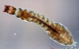 <p>larvae (class 3)</p>