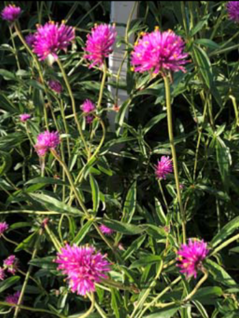 <p>Gomphrena spp. </p>