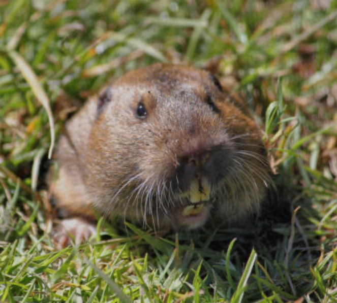 <p>Taltuza/ Gopher</p>