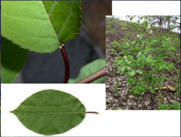 <p>- Simple leaves, serrate margins with teeth pointing toward the tip of the leaf</p><p>- Two glands at base of petiole</p>