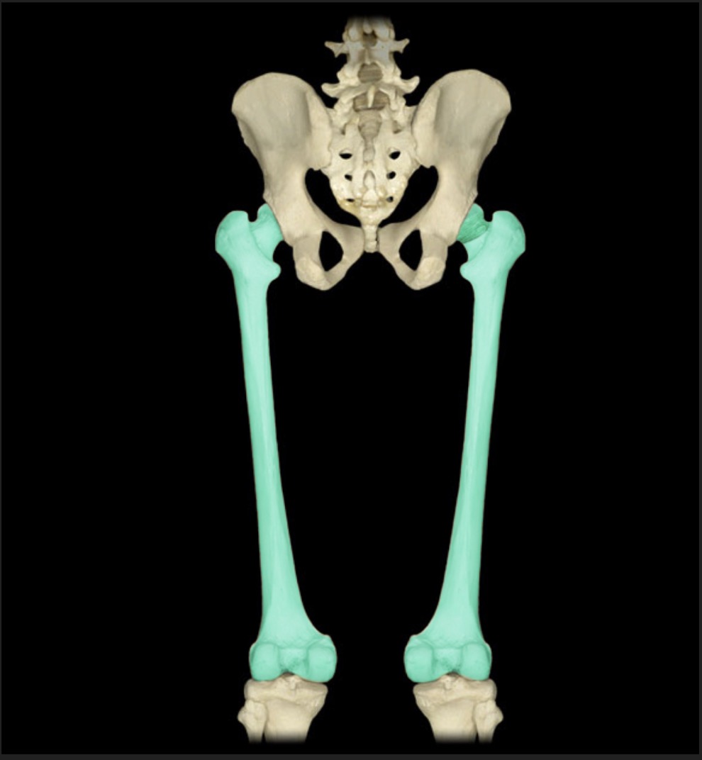 <p><span style="font-family: Arial, sans-serif; color: rgb(45, 59, 69)">bone of the upper leg</span></p>