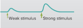 <p>True, because remember, a graded potential is a change in membrane potential, so if you have a small stimulus the graded potential would be tiny and therefore give a change in the membrane (depolarization)</p>