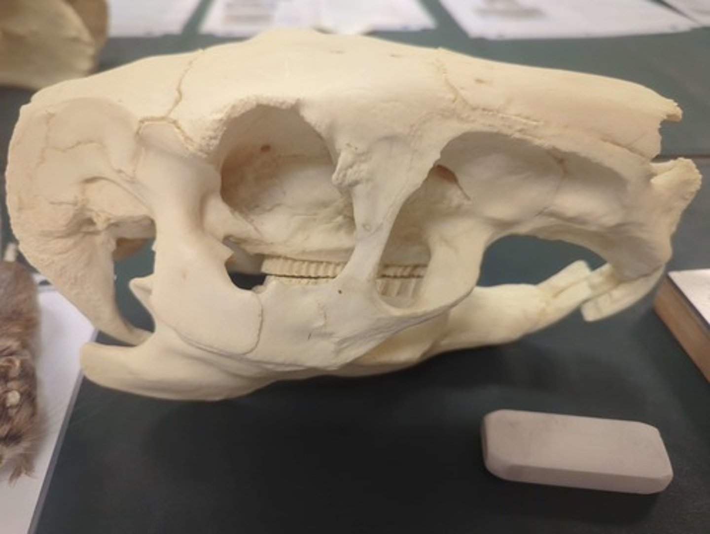 <p>What animal is this? Answer with "Skull" after animal name.</p>