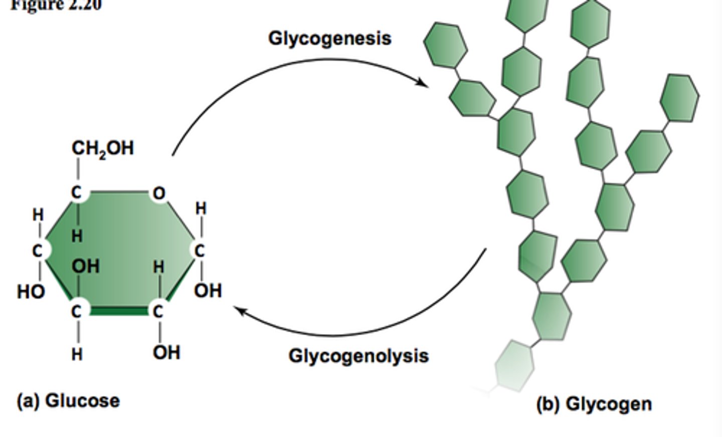 <p>Breakdown of glycogen into glucose</p>