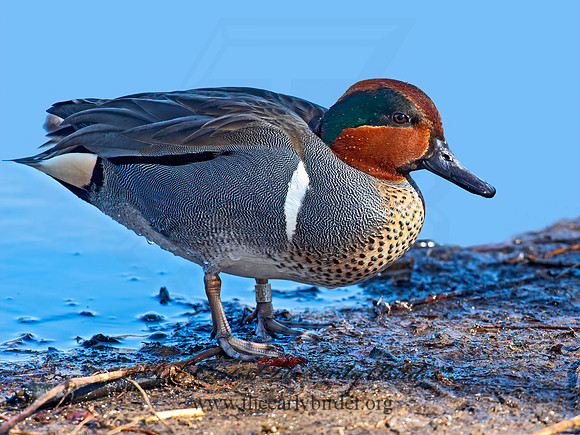<p>Green Winged Teal</p>