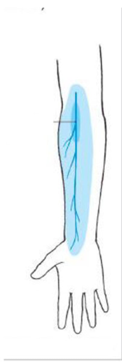 <p>What nerve supplies the blue in this picture?</p>