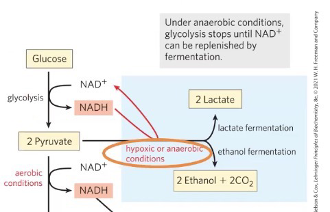 <p>Under hypoxic/anaerobic conditions, pyruvate accumulates, and there’s a low level of NAD<sup>+</sup> necessary to continue glycolysis. Lactate/ethanol fermentation solves this issue by processing pyruvate into lactate or ethanol and CO<sub>2,</sub> and producing NAD<sup>+</sup>; this allows glycolysis to continue</p>