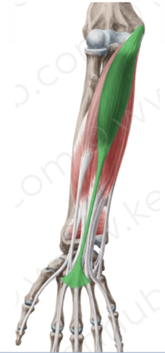 <p>What is this muscle?</p>