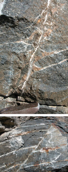 <p>Veins</p>