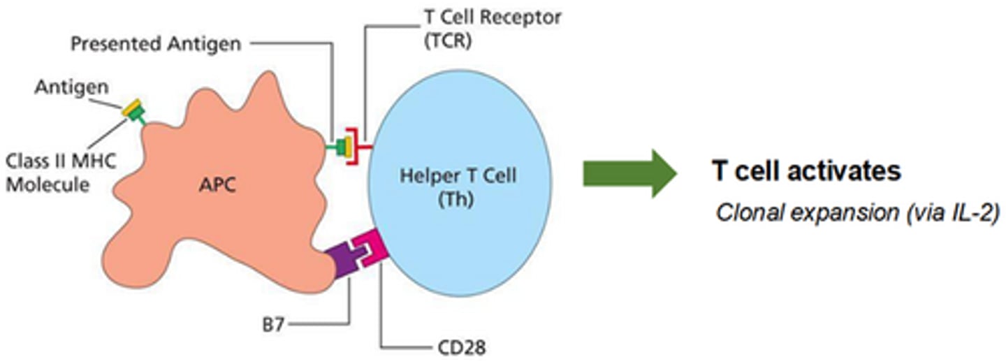 <p>Ag presenting cell upregulates B7 to signal to the T cell that the Ag is from a microbe</p>