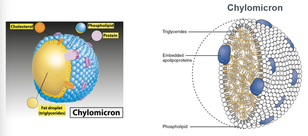 <p>a large, triglyceride-rich lipoprotein produced in the small intestine to transport dietary fats (lipids) and fat-soluble vitamins from food into the lymph and bloodstream</p>