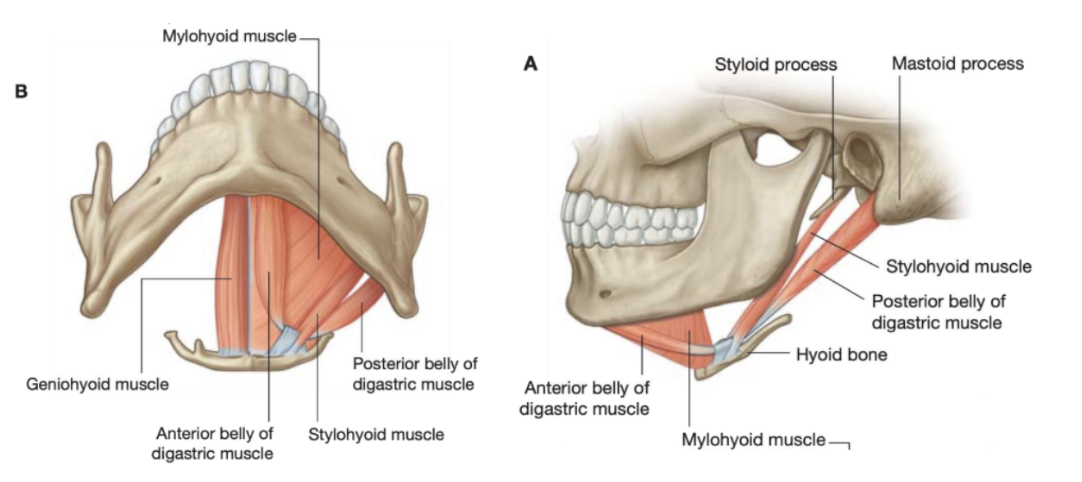 <ul><li><p>Suprahyoid muscle</p></li><li><p>Arises from the base of the styloid process and passes anteroinferiorly to attach to the lateral area of the body of the hyoid </p></li><li><p>During swallowing it pulls the hyoid bone posterosuperiorly and it is innervated by the facial nerve (VIII)</p></li></ul>