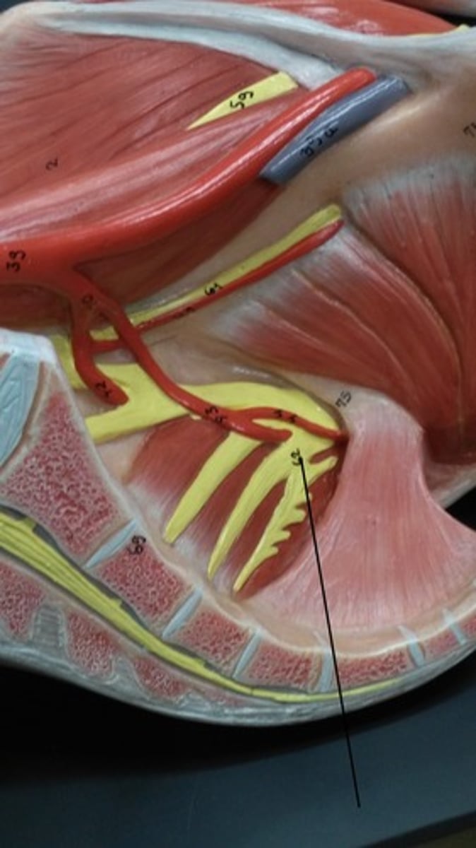 <p>On the inside part of the illiac</p>