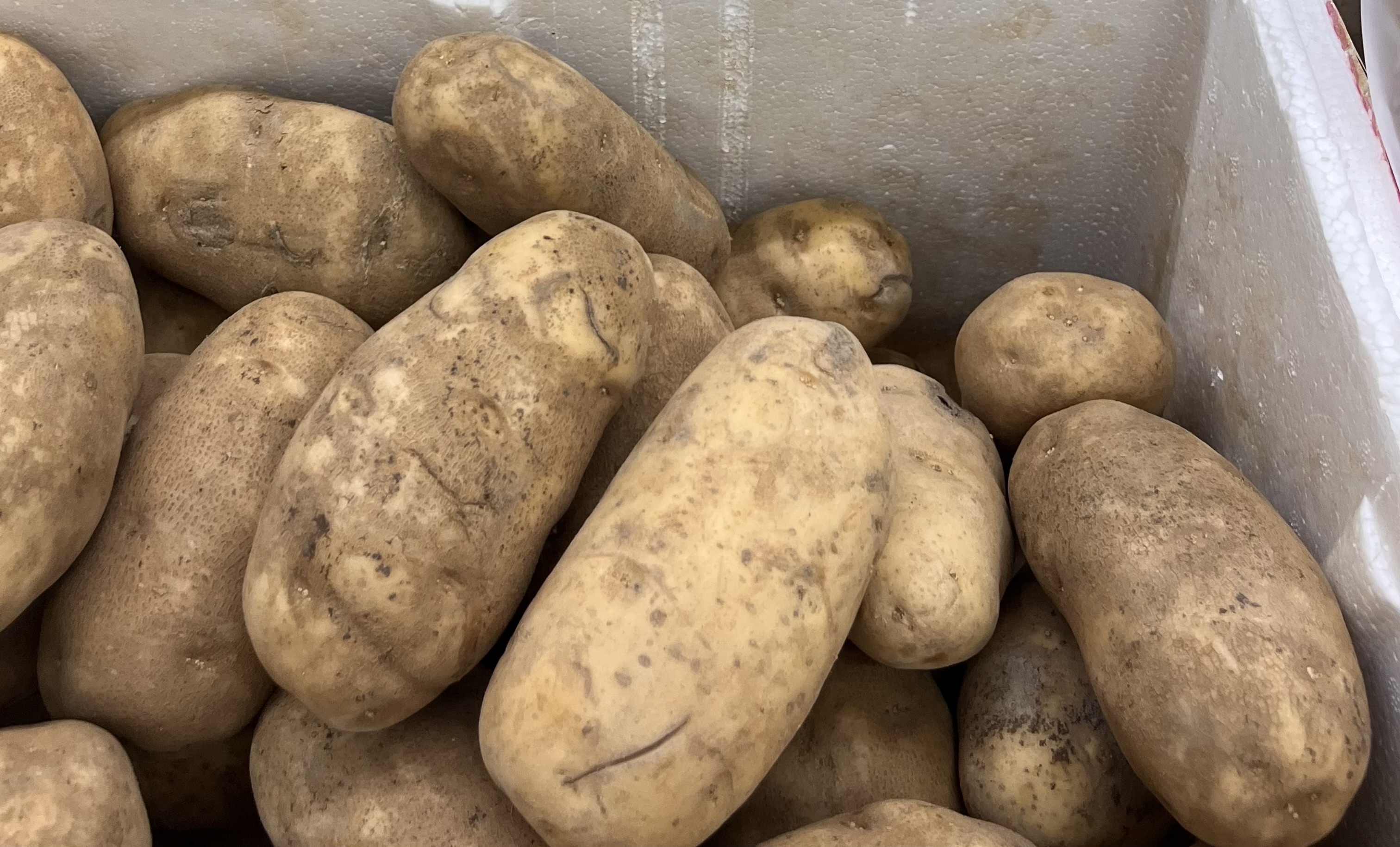 <p>BROWN POTATO</p>