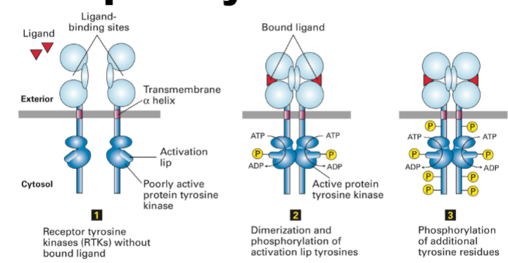 <ul><li><p></p></li><li><p><span>Step 1: RTKs inactive&nbsp;without ligand (</span>dimerization happens monomers come together)</p></li><li><p><span>Step 2: Ligand binding&nbsp;→ RTK&nbsp;dimerization.</span></p><ul><li><p><span>Dimerized RTKs&nbsp;cross-phosphorylate activation lip tyrosines.</span></p></li></ul></li><li><p><span>Step 3: Further tyrosine phosphorylation&nbsp;fully activates receptor.</span></p><ul><li><p><span>Enzyme’s main targets:&nbsp;themselves (autophosphorylation) → enables downstream signaling</span></p></li></ul></li><li><p>also enzymes</p></li></ul><p></p>