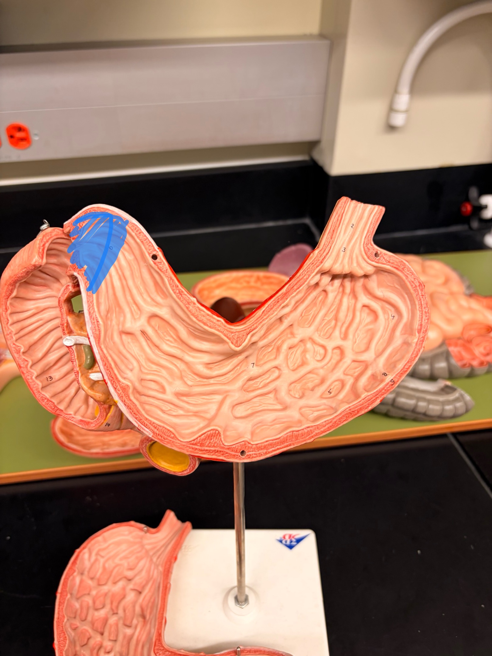 knowt flashcard image