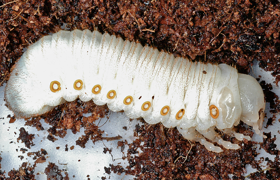 <p>scarab beetle</p><p>spiracles, </p>