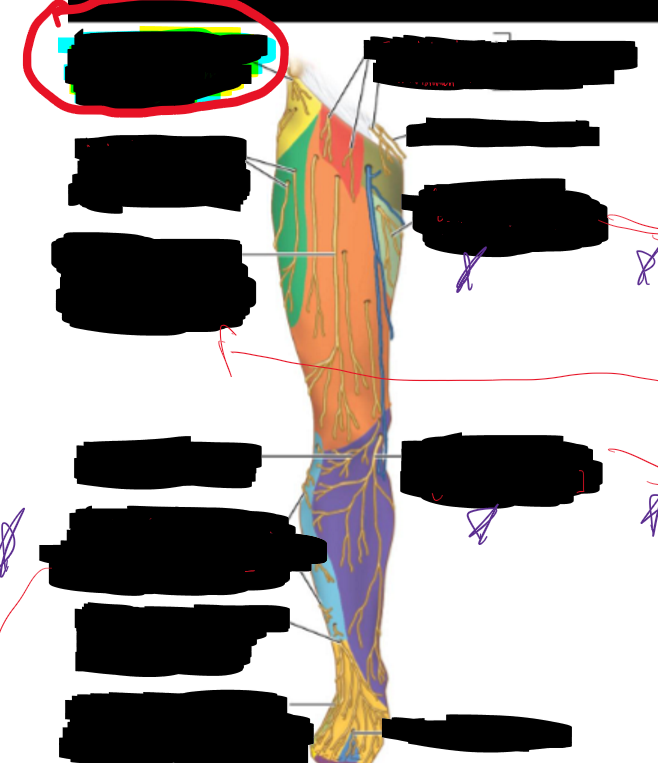 <p>What is the structure circled?</p>