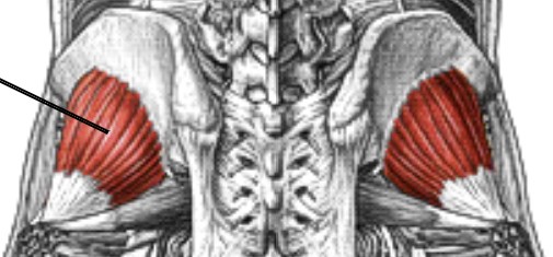 <p>Which muscle of the femur is:</p><ul><li><p>Deep to gluteus medius</p></li><li><p>Action: abducts &amp; medial rot hip</p></li><li><p>Nerve: superior gluteal</p></li></ul><p></p>