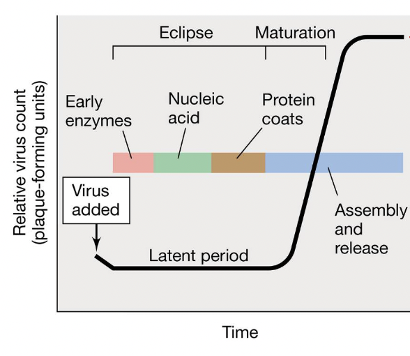 <p>= the shortest time necessary for viral reproduction</p>