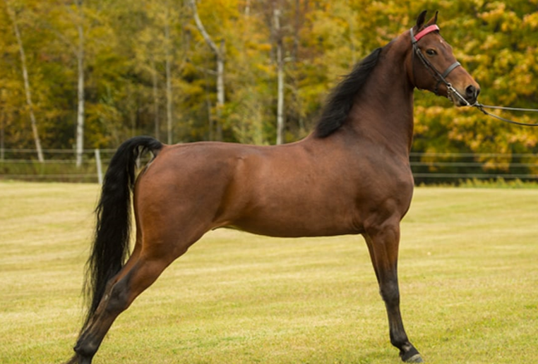 <ul><li><p>Developed in England by Justin Morgan</p></li><li><p>Arabian x Thoroughbred</p></li><li><p>Used for English pleasure and Stock</p></li><li><p>Level hips, notable neck, tail will depend</p></li></ul><p></p>