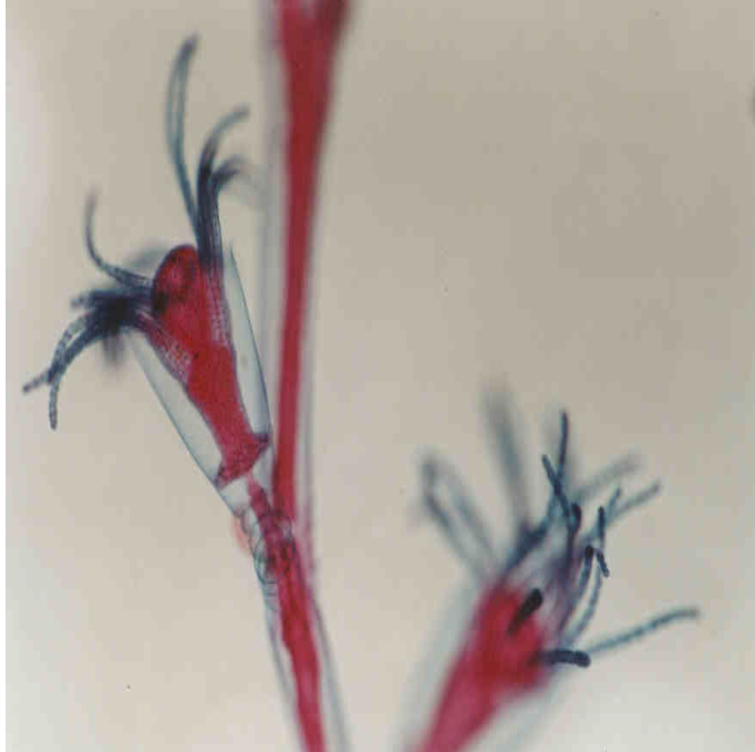 term image