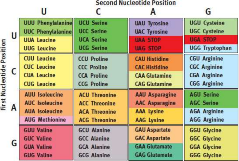 <p>easy way to determine the amino acid that is translated from each mRNA codon (4³ or 64 codons); unambiguous - each codon is specific for one and only one amino acid; degenerate - multiple codons code for each of 20 amino acids; universal - same across all species</p>