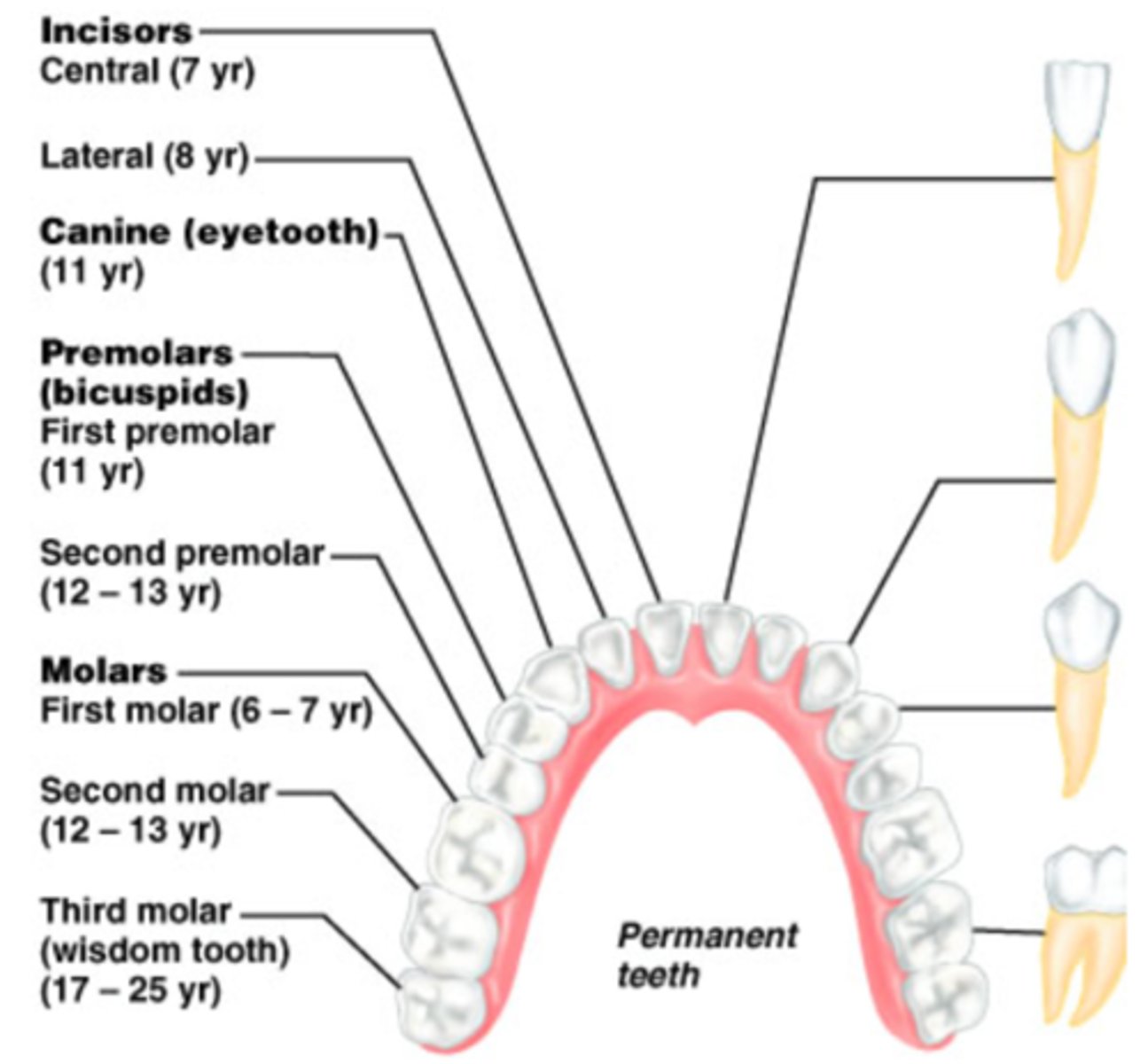 <p>- consists of 2 incisors, 1 canine (cuspid), 2 premolars (bicuspids), and 3 molars in each quadrant of the jaw</p><p>- total of 32 teeth in the whole mouth</p>