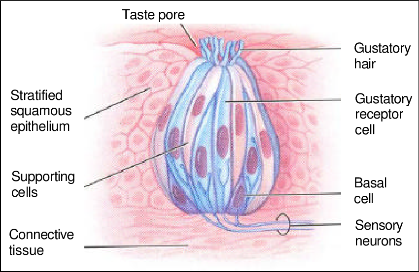 <p>sensory organs located on the tongue, soft palate, and throat; responsible for detecting and transmitting taste sensations to the brain</p>
