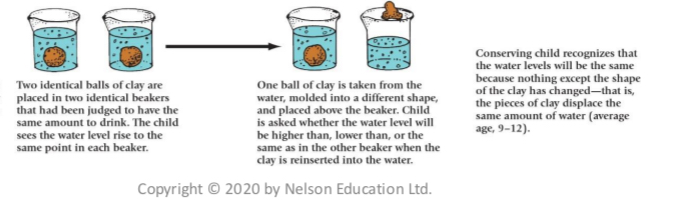 <ul><li><p>Two identical balls of clay are placed in two identical beakers that had been judged to have the same amount to drink. The child sees the water level rise to the same point in each beaker.</p></li><li><p>One ball of clay is taken from the water, molded into a different shape, and placed above the beaker. Child is asked whether the water level will be higher than, lower than, or the same as in the other beaker when the clay is reinserted into the water.</p></li><li><p>Conserving child recognizes that the water levels will be the same because nothing except the shape of the clay has changed-that is, the pieces of clay displace the same amount of water (average age, 9-12).</p></li><li><p>Lack of Success on Conservation Tasks Illustrates Centration in the Preoperational Period</p></li></ul><p></p>