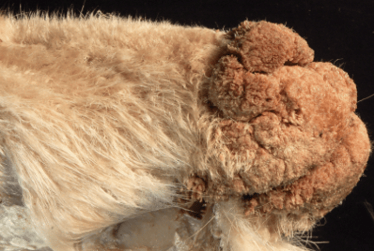 <p>- Sheep and goats</p><p>- Present with papules, vesicles, pustules, scars, nodules in areas of skin abrasion (faces, udder, teats, coronary bands, anus; occasionally esophagus and rumen).</p>