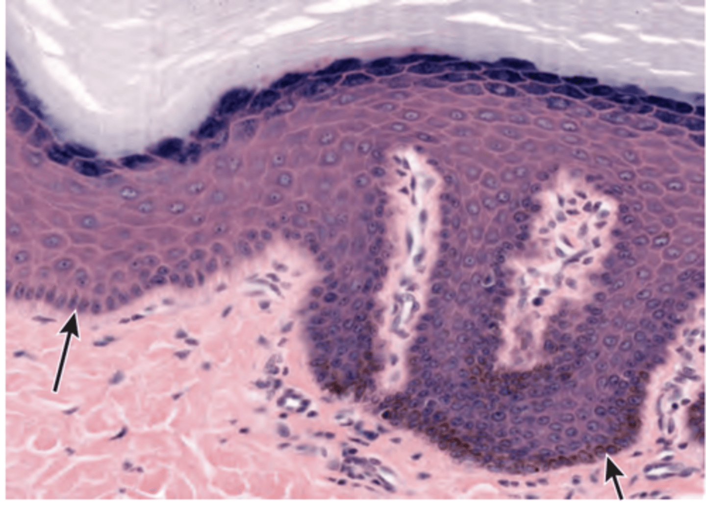 <p>base layer of skin, one cell layer, always under division</p>