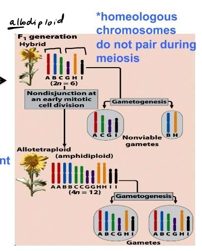 different species contribute chromosome sets, chromosomes are homeologous 