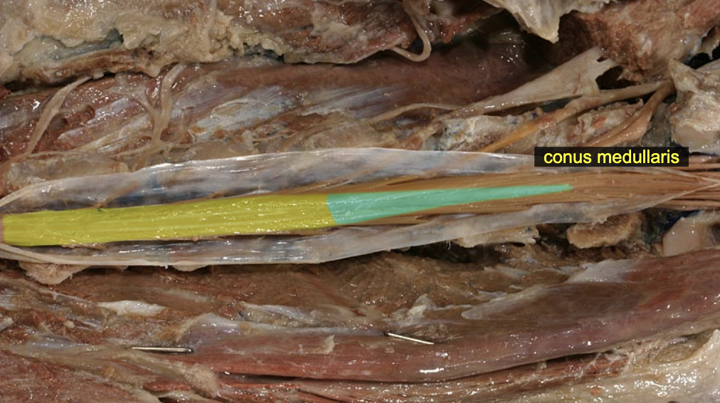 <p>caudal end of spinal cord</p>