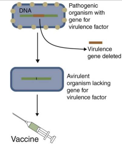 <p>Which category of vaccine does this image represent?</p>