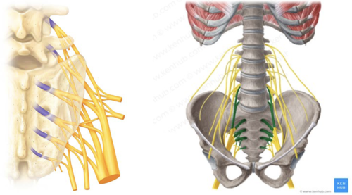 <p><span>Serves the buttock, lower limb, pelvic structures, and perineum</span></p>