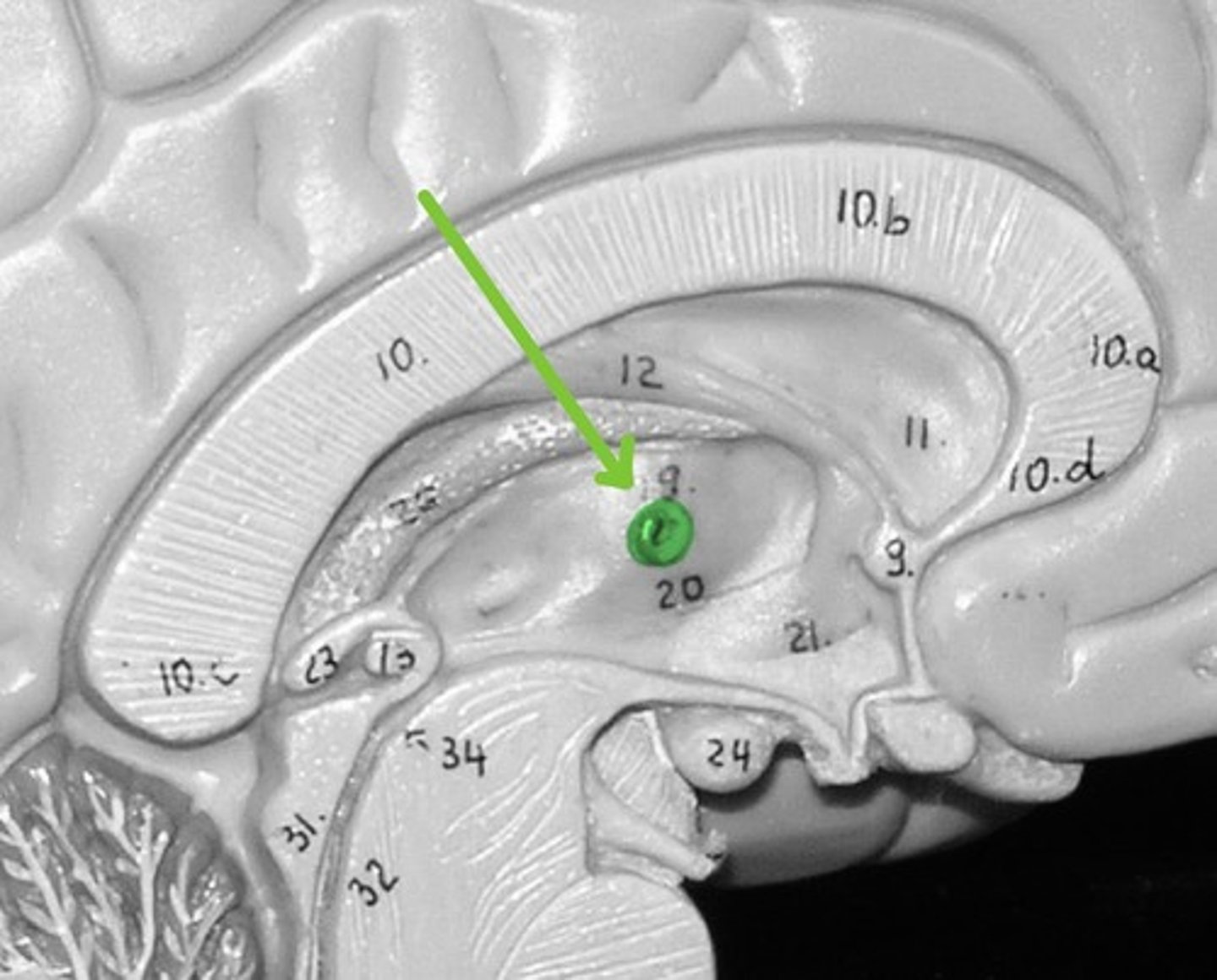 <p>Processes and sends sensory information to the cerebrum</p>