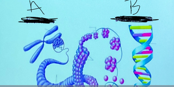 <p>What is B?</p>